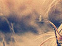 A微日记2015年5月份金牛座运势