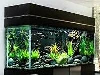 办公室养鱼风水讲究