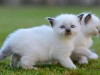 保罗-韦德星座周运(2015.5.15-5.21)