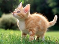 最塔罗2015年6月狮子座运势