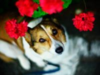 最塔罗2015年6月摩羯座运势