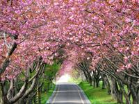 洛娜2015年6月占星运势