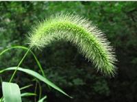 十二星座在职场不能当的花