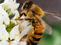 那些最勤奋努力的生肖