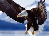 生肖而立之年运势大比拼