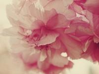 你对爱情够执着吗