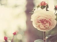 测试你所要付出的爱情代价？