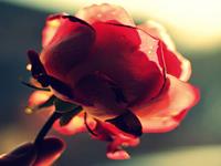 妻子，二奶or梦中情人？