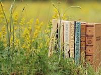 塔罗占卜你学习外语的能力