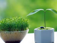 凤影焰2016年双子运势