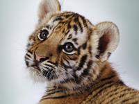 2016年犯太岁的生肖如何化解