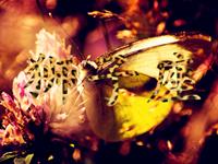 职场中狮子座拿什么来保护自己