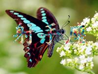 职场中射手座拿什么来保护自己