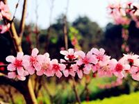 不惑之年会有桃花劫的生肖