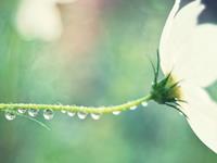 Julia Chen 2016年3月巨蟹座运势