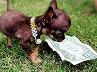 出门会捡到钱的幸运生肖