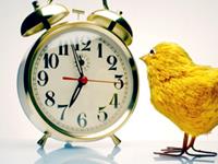 12生肖撒过最真实的谎—鸡