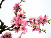 揭秘4月份桃花运超好的星座