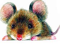 12生肖的吃醋表现—鼠