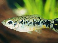 让自己财源滚滚的鱼缸风水讲究