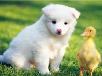 最会颠倒是非的小人生肖