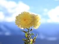 塔罗占卜你易被枪打出头鸟吗