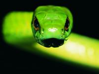 1965年属蛇的人2017年运程