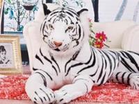 1998年属虎的人2017年运程