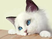 占卜你最像哪种爱情小猫