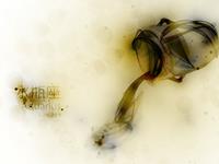 水瓶座简单的幸福