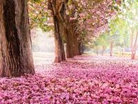 占卜恋爱时你是个浪漫的人吗