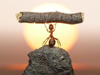 最讨厌被别人看扁的生肖