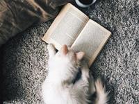 测哪种动物符合你