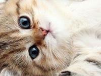 占卜你宠物内心的想法