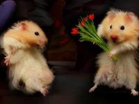 12星座教你优雅的拒绝爱