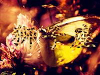 当狮子座爱上了你