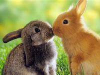 生肖兔改善人缘的方法