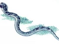 生肖蛇什么年龄段有可能一夜暴富