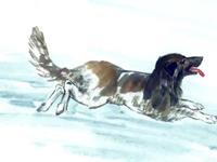 生肖狗什么年龄段有可能一夜暴富