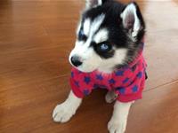 再怎么打扮也掩盖不了怂的星座