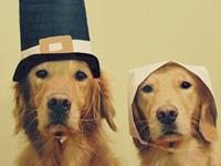 生肖狗，你的10月职场备战