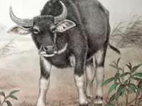 属牛男会拿什么爱你