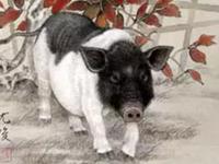 属猪男会拿什么爱你