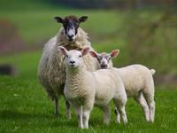 专属生肖羊的人的风水