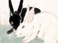 生肖兔关乎前途的建议