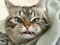 占卜你有多容易被激怒