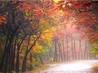 生肖兔，你的十一月职场备战