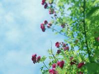 柒爸2016年11月双子座运势