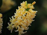 水瓶座的专属植物是什么