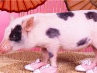 1971年属猪的人2018年运势大全及破解